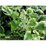 Brunnera Macrophylla Variegata - Brunera wielkolistna Variegata - biało-zielony liść, wys. 40, kw 4/5 FOTO
