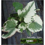 Brunnera Macrophylla Variegata - Brunera wielkolistna Variegata - biało-zielony liść, wys. 40, kw 4/5 FOTO