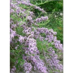 Buddleja alternifolia - Budleja skrętolistna - liliowo-fioletowe FOTO
