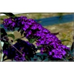 Buddleja davidii Nanho Purple - Budleja Dawida Nanho Purple - fioletowe FOTO 