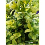 Buxus sempervirens Aurea - Bukszpan wieczniezielony Aurea FOTO