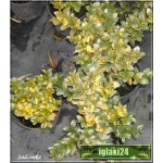 Buxus sempervirens Aureovariegata - Bukszpan wieczniezielony Aureovariegata FOTO