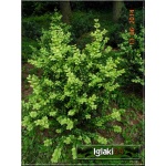 Buxus sempervirens Aureovariegata - Bukszpan wieczniezielony Aureovariegata C0,8 10-20cm