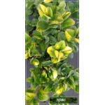 Buxus sempervirens Aureovariegata - Bukszpan wieczniezielony Aureovariegata C0,8 10-20cm
