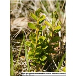 Buxus sempervirens - Bukszpan wieczniezielony bryła 50-60cm