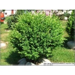 Buxus sempervirens - Bukszpan wieczniezielony bryła 30-40cm 