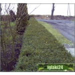 Buxus sempervirens - Bukszpan wieczniezielony bryła 60-70cm