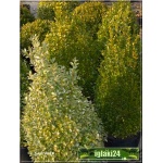 Buxus sempervirens - Bukszpan wieczniezielony Bonsai stożek FOTO 
