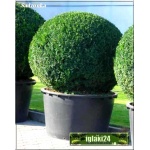 Buxus sempervirens - Bukszpan wieczniezielony Bonsai kula C_25 20-30cm