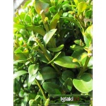 Buxus sempervirens - Bukszpan wieczniezielony Bonsai kula C5 10-20cm