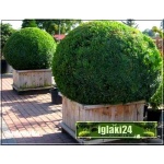 Buxus sempervirens - Bukszpan wieczniezielony Bonsai kula bryła 60-70cm