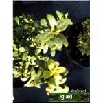 Buxus sempervirens Marginata - Bukszpan wieczniezielony Marginata FOTO