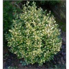 Buxus sempervirens Rotundifolia Aurea - Bukszpan wieczniezielony Rotundifolia Aurea FOTO
