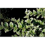 Buxus sempervirens Variegata - Bukszpan wieczniezielony Variegata FOTO