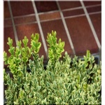 Buxus sempervirens Variegata - Bukszpan wieczniezielony Variegata FOTO