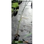 Calamagrostis acutiflora Karl Foerster - Trzcinnik ostrokwiatowy Karl Foerster - zielony, jasnobrązowe kłosy, wys 140-180, kw 8/9 FOTO