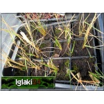 Calamagrostis acutiflora Karl Foerster - Trzcinnik ostrokwiatowy Karl Foerster - zielony, jasnobrązowe kłosy, wys 140-180, kw 8/9 C0,5 
