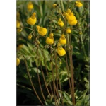 Calceolaria biflora Goldcap - Pantofelnik dwukwiatowy Goldcap - żółty FOTO