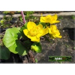 Caltha palustris - Kaczeniec błotny - żółty, wys. 25, kw 4/5 C0,5 P