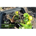 Caltha palustris - Kaczeniec błotny - żółty, wys. 25, kw 4/5 C0,5 P