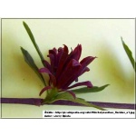 Calycanthus floridus - Kielichowiec wonny - bordowo-purpurowe FOTO