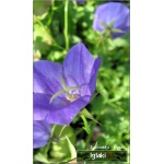 Campanula carpatica Dark Blue Clips - Dzwonek karpacki Dark Blue Clips - c.niebieki, wys 20, kw 6/7 FOTO