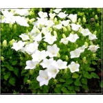 Campanula carpatica White Clips - Dzwonek karpacki White Clips - białe, wys 30, kw 6/8 FOTO