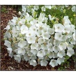 Campanula carpatica White Clips - Dzwonek karpacki White Clips - białe, wys 30, kw 6/8 FOTO