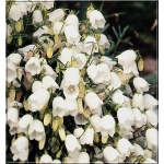 Campanula cochlearifolia Alba - Dzwonek drobny Alba - biały, wys 10, kw 6/8 FOTO