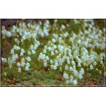 Campanula cochlearifolia Alba - Dzwonek drobny Alba - biały, wys 10, kw 6/8 FOTO
