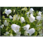 Campanula cochlearifolia Baby White - Dzwonek drobny Baby White - biały, wys 10, kw 6/8 FOTO 