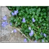 Campanula cochlearifolia pusilla - Dzwonek drobny pusilla - ciemno-niebieski, wys 10, kw 6/8 FOTO