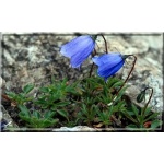 Campanula cochlearifolia pusilla - Dzwonek drobny pusilla - ciemno-niebieski, wys 10, kw 6/8 FOTO