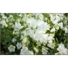 Campanula cochlearifolia White - Dzwonek drobny White - białe, wys 10, kw 6/8 FOTO