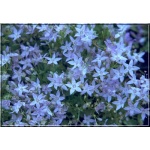 Campanula garganica - Dzwonek gargański - niebieski, wys 15, kw 6/8 FOTO