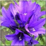 Campanula glomerata - Dzwonek skupiony - ciemno niebieski, wys 50, kw 6/8 FOTO