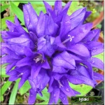 Campanula glomerata - Dzwonek skupiony - ciemno niebieski, wys 50, kw 6/8 FOTO