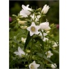 Campanula latifolia Alba – Dzwonek szerokolistny Alba - białe, wys 90, kw 6/8 FOTO