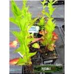 Campanula latifolia - Dzwonek szerokolistny - fioletowy, wys 90, kw 6/8 FOTO