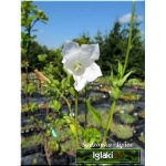 Campanula persicifolia Alba - Dzwonek brzoskwiniolistny Alba - biały, wys. 100, kw 6/8 FOTO