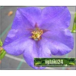 Campanula persicifolia - Dzwonek brzoskwiniolistny - niebieski, wys 80, kw 6/8 FOTO