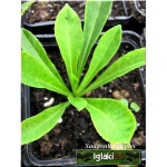 Campanula persicifolia - Dzwonek brzoskwiniolistny - niebieski, wys 80, kw 6/8 C0,5