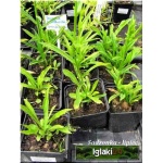 Campanula persicifolia Grandiflora - Dzwonek brzoskwiniolistny Grandiflora - fioletowe, wys. 100, kw 6/7 C0,5