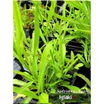 Campanula persicifolia Grandiflora - Dzwonek brzoskwiniolistny Grandiflora - fioletowe, wys. 100, kw 6/7 C0,5
