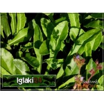 Campanula persicifolia Grandiflora - Dzwonek brzoskwiniolistny Grandiflora - fioletowe, wys. 100, kw 6/7 FOTO