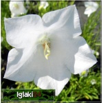 Campanula persicifolia Grandiflora Alba - Dzwonek brzoskwiniolistny Grandiflora Alba - białe, wys. 100, kw 6/7 FOTO