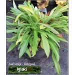 Campanula persicifolia Grandiflora Alba - Dzwonek brzoskwiniolistny Grandiflora Alba - białe, wys. 100, kw 6/7 FOTO