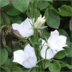 Campanula persicifolia White - Dzwonek brzoskwiniolistny White - biały, wys. 60, kw 6/8 FOTO