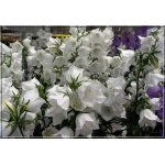 Campanula persicifolia White - Dzwonek brzoskwiniolistny White - biały, wys. 60, kw 6/8 FOTO