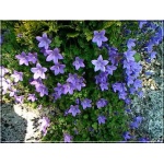 Campanula portenschlagiana - Dzwonek dalmatyński - niebiesko-lila, wys. 10, kw. 6/8 FOTO
